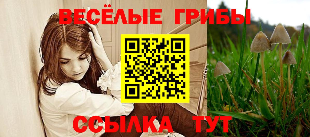 Галлюциногенные грибы Psilocybe Ахтубинск
